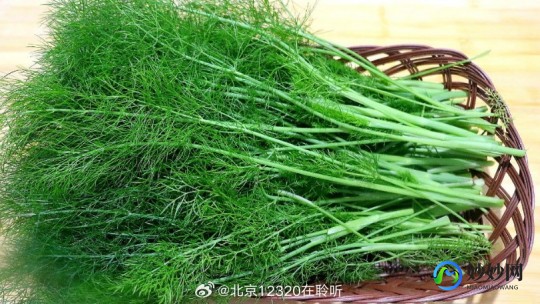 生菜和茴香哪个含盐量高,茴香和生菜哪个含盐量高,揭秘茴香与生菜含盐之谜,带你探索