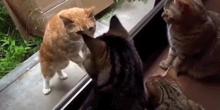 疯狂机器猫,疯狂机器猫源地址,疯狂机器猫,手游玩法全解析与攻略指南
