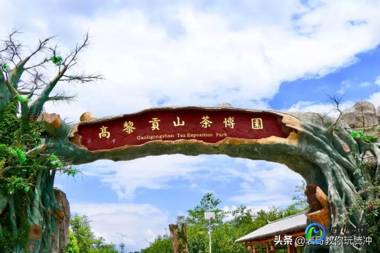 春季新茶大批上市蚂蚁庄园,春季新茶大批上市,蚂蚁庄园带你领略茶香四溢的世界