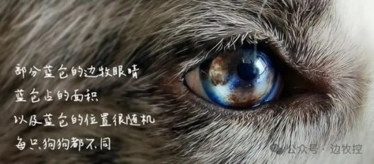 以下哪种动物的瞳孔是长方形的,揭秘奇特瞳孔之谜,何种动物拥有长方形瞳孔？