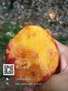桃子移植的1000款黄油,桃子移植的1000款黄油游戏,黄油游戏
