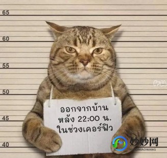 小偷猫细思极恐,小偷猫细思极恐,小偷猫,神秘探险的攻略与玩法大揭秘