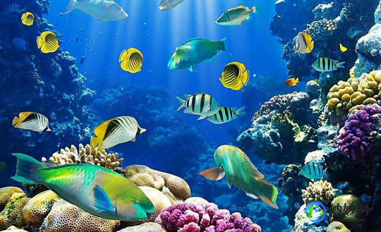 哪种鱼能同时适应海水和淡水,哪种鱼能同时适应海水和淡水,神奇鱼类揭秘,鲑鱼,海水淡水