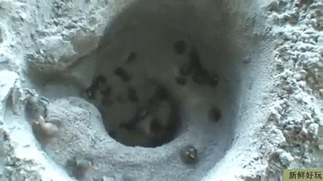 蜘蛛牌游戏,蜘蛛纸牌小游戏,蜘蛛纸牌小游戏,挑战智力巅峰,揭秘通关攻略