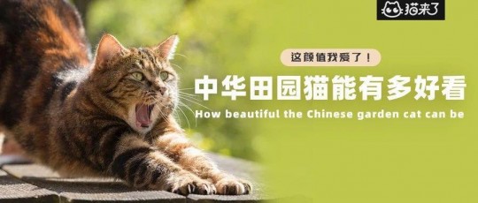 淘宝猫猫怎么退队,淘宝猫猫怎么退队,淘宝猫猫退队攻略,详细步骤与注意事项