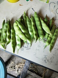 九月青豆角产自,九月青豆角产自哪里,九月青豆角原产地揭秘