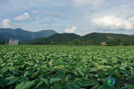 永恒之塔攻略,永恒之塔激活码获取与手游玩法全攻略