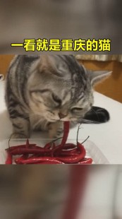 新版猫咪地域网名入口下载,新版猫咪地域网名入口3.0,猫咪乐园探险记,新版地域网名入