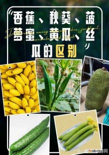 秋葵丝瓜茄子草莓榴莲樱桃,秋葵丝瓜大冒险手游攻略,与茄子草莓榴莲樱桃的奇妙旅程