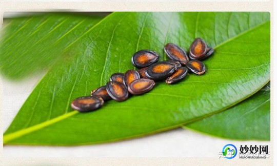 西瓜子是西瓜里的籽吗,揭秘零食西瓜子的真实来源,它真的是西瓜里的籽吗？