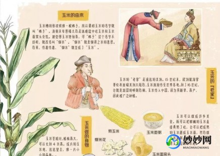 那个朝代的人能吃到玉米,哪个朝代能吃到玉米,穿越历史,探寻玉米之源 mdash  mdash 哪个朝代能