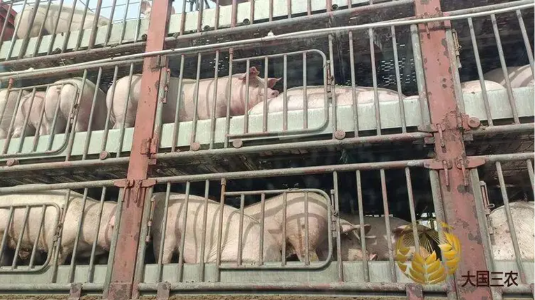 农民日报：农业农村部抓好生猪产能综合调控 行业积极调减产能