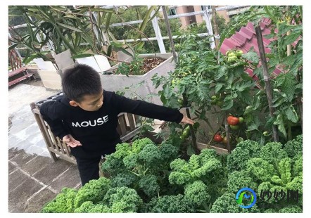 手麻最怕三种菜,手麻最怕三种蔬菜