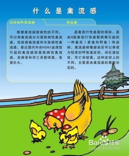 h9n7禽流感最新消息,禽流感h7n9最新消息,禽流感H7N9最新消息,全球防控进展与应...