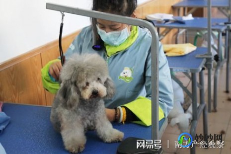 中国宠物网站、中国宠物吧