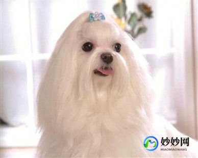 中国允许养的超稀有宠物-中国允许养的超稀有宠物有哪些