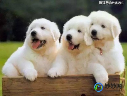 九种动物入宅最吉利(门口放什么家破人亡)