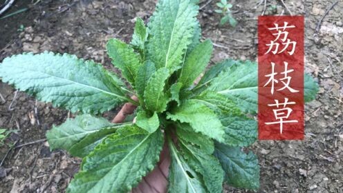 绿巨人樱桃荔枝青青草的功效,荔枝草功效作用与主治是什么