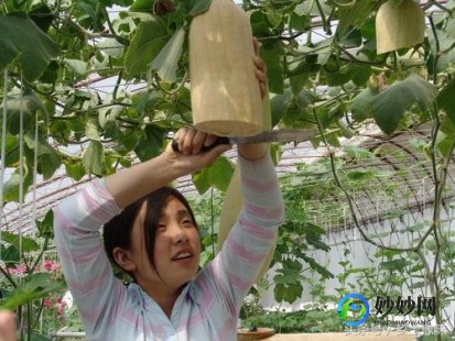 砍瓜每次受伤时会分泌什么液体,砍瓜神奇自愈能力揭秘,受伤时分泌的神秘液体