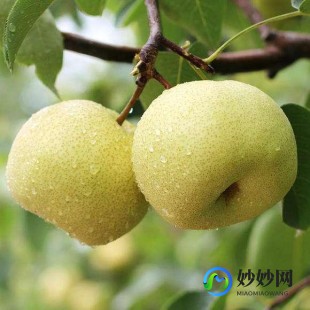 维生素C的功效与作用,维c的作用和功效