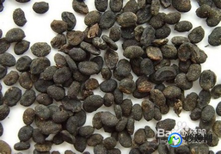 盐补骨脂,盐补骨脂的功效与作用