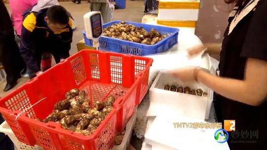 松茸怎么吃,松茸怎么吃最好