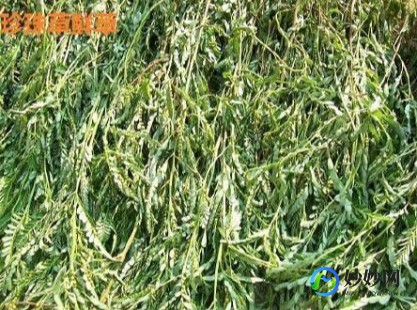 叶下珠草药的功效与作用,叶下珠草药的功效与作用