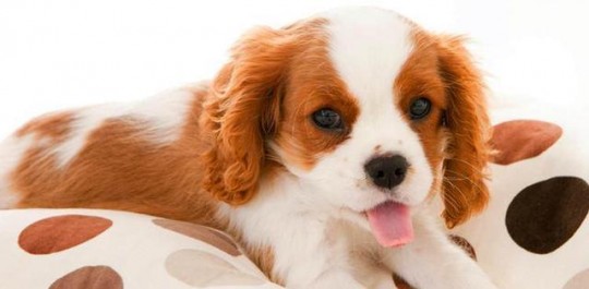 羊奶粉喂马犬的效果如何揭秘爱犬健康新选择