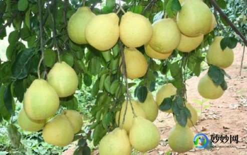 柚子很苦怎么回事,柚子苦是怎么回事能吃吗