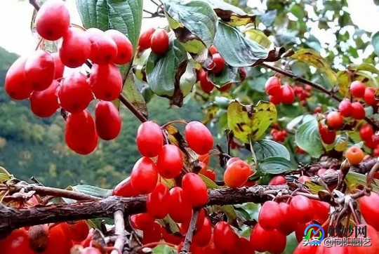 山茱萸泡水喝有什么功效,山茱萸泡水喝的功效