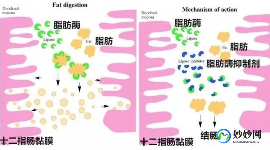 脂肪副作用,脂肪副作用有哪些