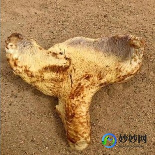 肉苁蓉功效作用与主治,肉苁蓉功效作用与主治