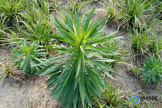 飞蓬草的功效与作用,飞蓬草的功效和作用