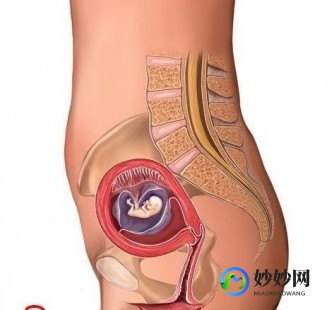 三个月的胎儿有多大,三个月的胚胎有多大
