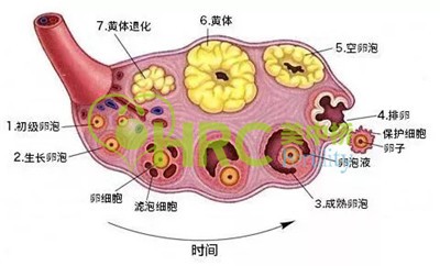 孕立可,高龄吃孕立可能提高卵泡质量吗,孕立可的功效作用介绍