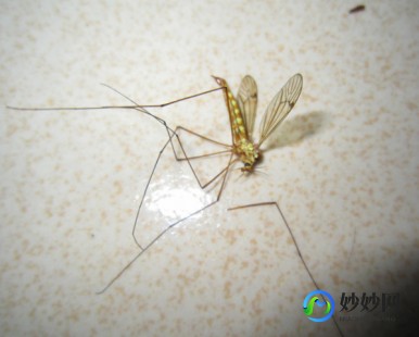 蚊子能飞多高,蚊子能飞10层高你知道吗？