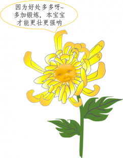 菊花男,菊花-男男暧昧代表之花