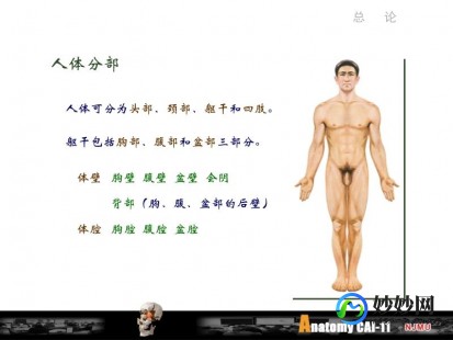 体模,体膜是什么意思