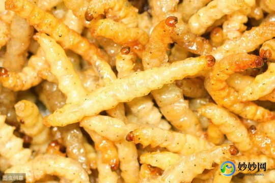 蜻蜓可以吃吗,蜂蛹蜻蜓已成盘中餐女生美容流行“吃虫”