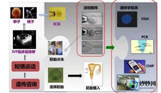 三代试管,第三代试管婴儿-2024流程步骤、费用标准与移植成功率