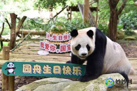 洛克王国红毛小q,洛克王国红毛小Q全解析与攻略、洛克王国红毛小q厉害吗