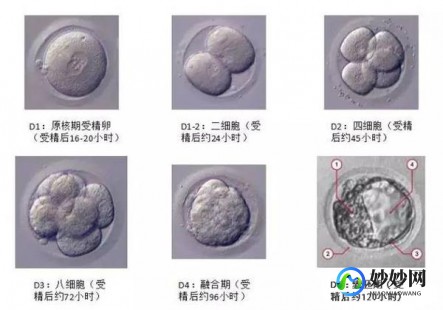 囊胚,3分钟带你了解囊胚等级划分,附详细说明一看就懂!