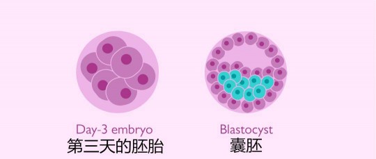 囊胚是什么意思,囊胚和鲜胚的区别