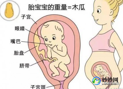 腹围与孕周对照表,1-40周胎儿腹围标准对照表分享,附双顶径、股骨长等指标
