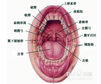 下边两边翻开里头是红色的,下面两侧红是什么原因