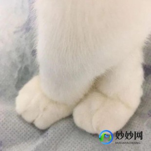怀孕可以吃山竹吗,孕期能吃山竹吗