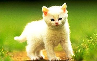 梦见猫是胎梦吗,预示怀孕的胎梦有哪些？梦见蛇、猫、小孩子等皆是征兆