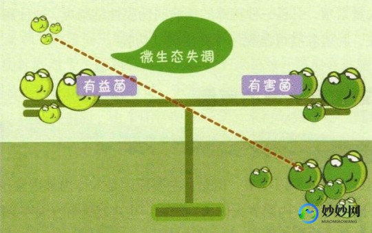 菌群平衡,肠道菌群平衡的表现