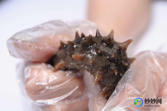 怀孕吃海参,孕期可以吃海参吗
