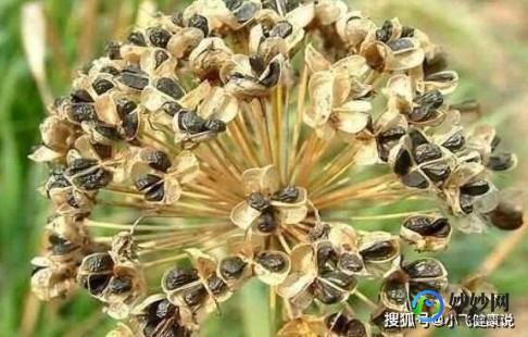 壳壮阳,籽泡水有壮阳做用